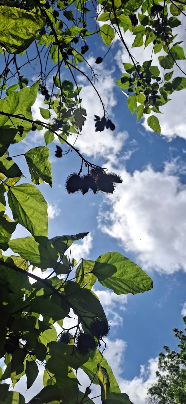 Looking up through the canopy in Vallecito, Venezuela