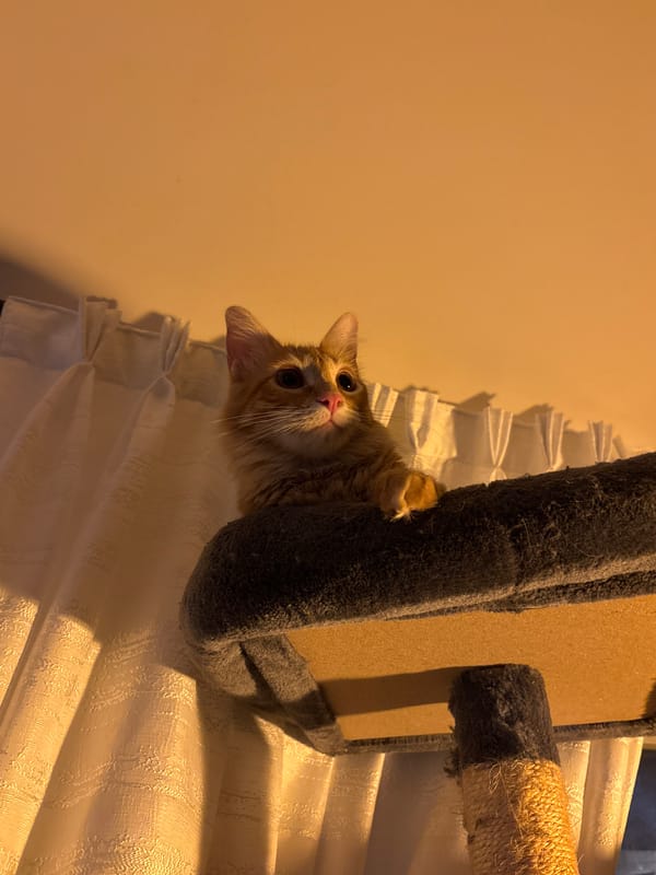 Orange cat clings upside down on tree in Jiutepec