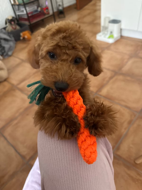 Puppy playtime and social media content captured in Montenegro