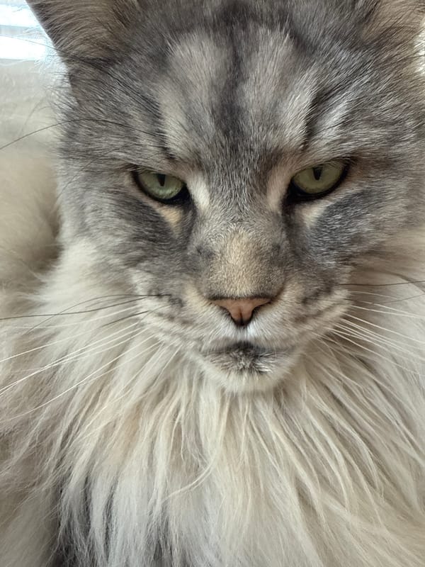 Maine Coon cat photographed multiple times in Haskovo, Bulgaria