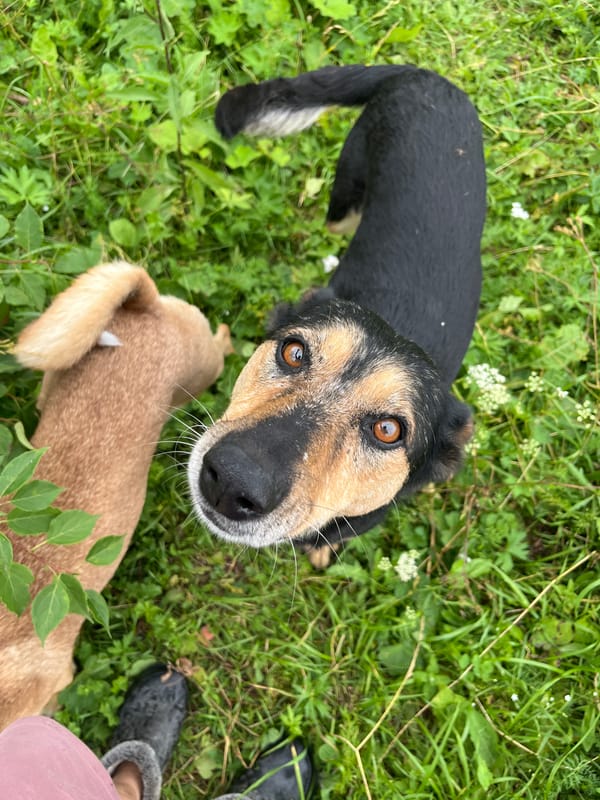 Dogs roaming a wildflower field in Nizhny Tagil