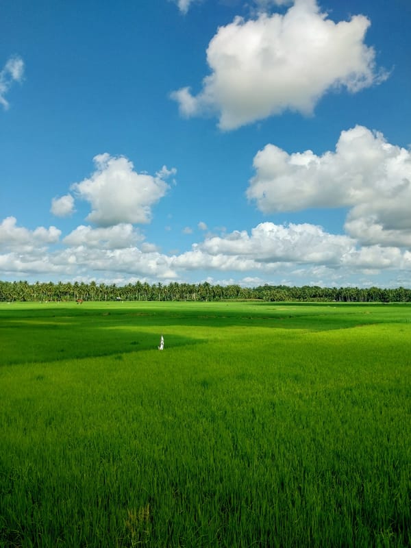 Lazy afternoon at a rural Indonesian home, rice paddies and cats