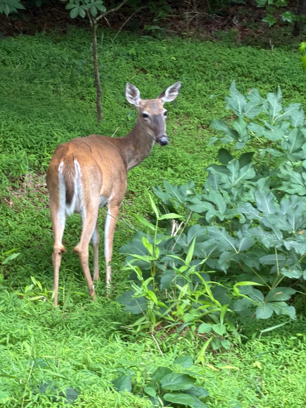 White-tailed deer spotted resting in Stone Mountain foliage