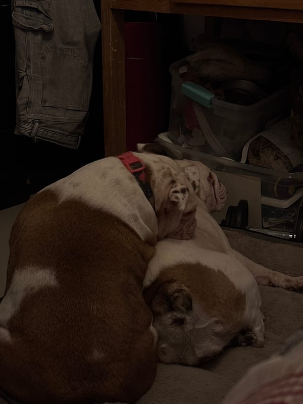 Bulldog rests on bed in Mexico City home