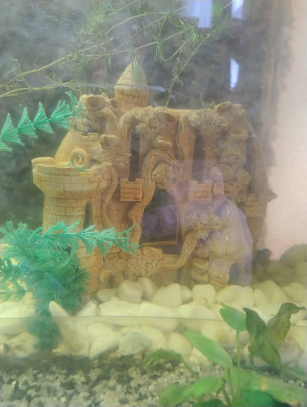 Home aquarium and garden flowers documented in Kropyvnytskyi, Ukraine