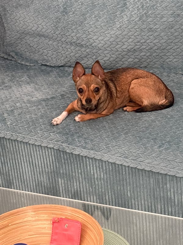 Small brown dog lounging on a blue couch, paw forward.