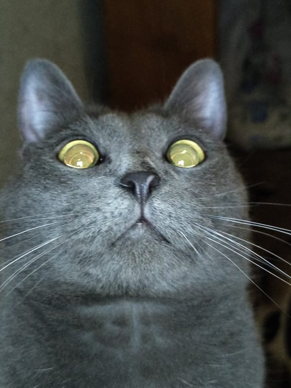 Gray cat with yellow eyes observed in two positions