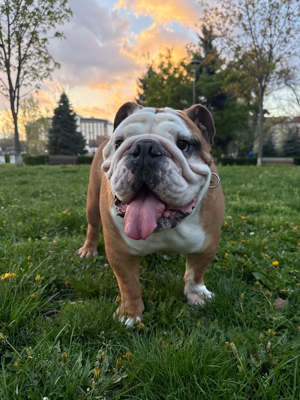 Bulldog spotted in urban park during evening hours