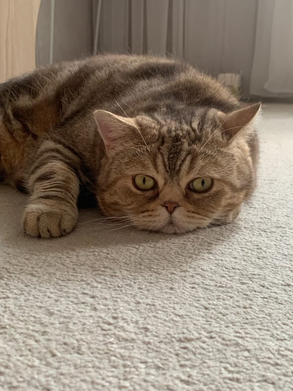 Green-eyed tabby cat resting on carpet in Omsk