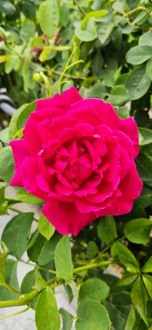 A stroll through a blooming garden in full summer color.