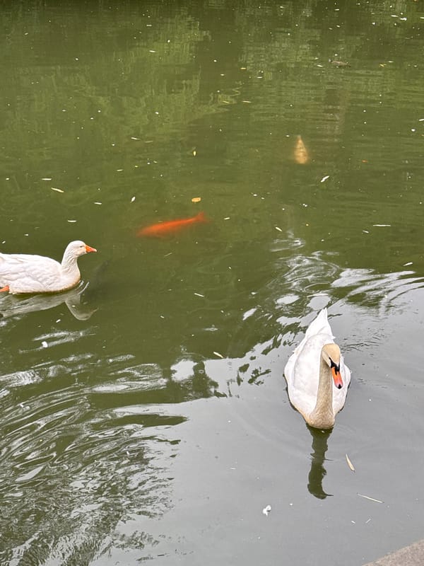 Family enjoys rainy morning park visit with waterfowl in Sirius