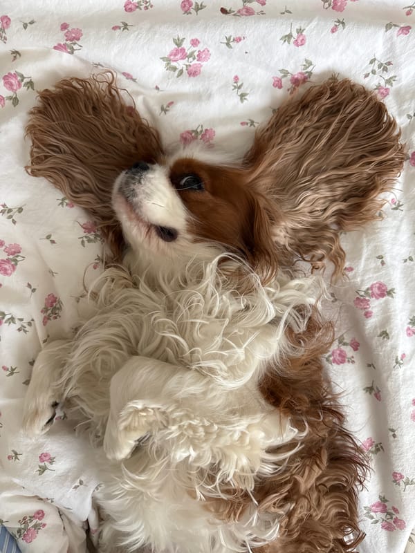 Cavalier King Charles Spaniels photographed resting in Moscow home