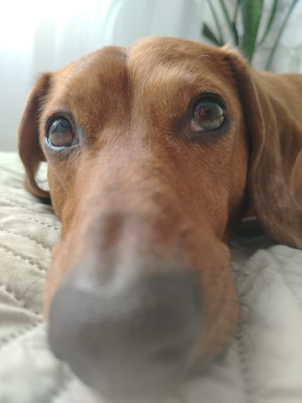Close-up photos capture dachshund, medals, flowers in afternoon session