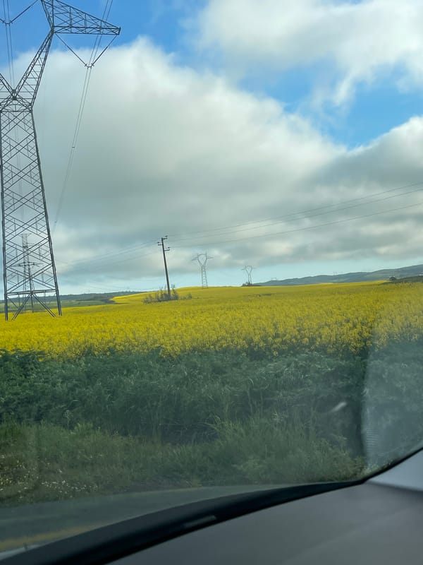 Yellow flower field spotted near Bulgarovo, Bulgaria