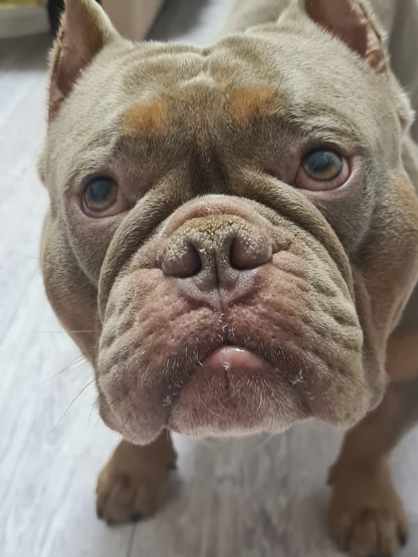 Bully breed dogs chilling on wooden floors, close up.