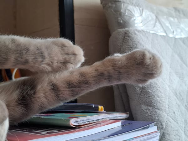 Morning cat photography session and city views in Novi Sad