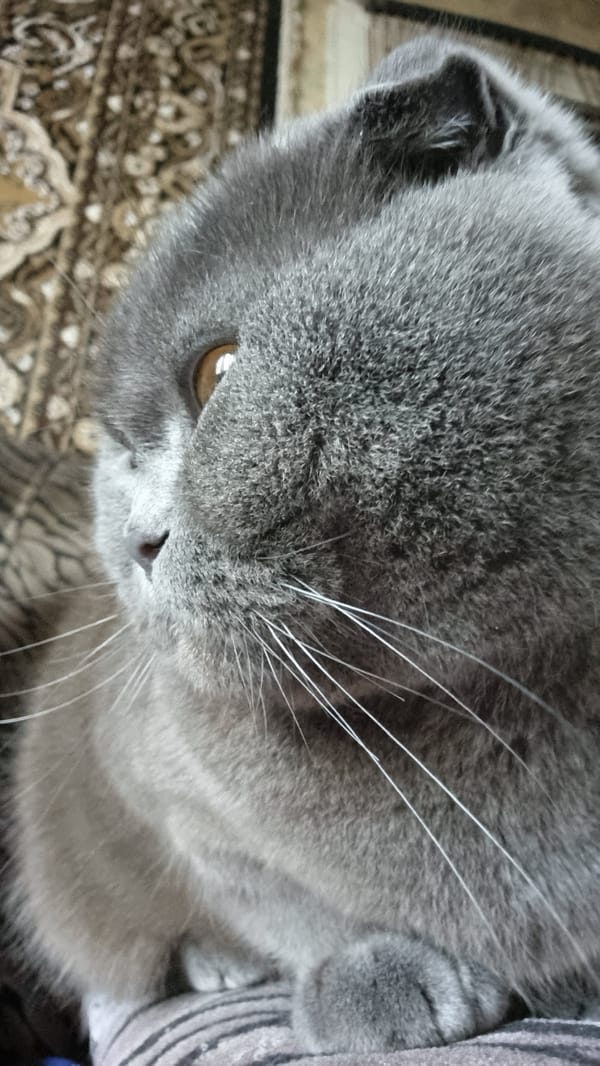 Grey Scottish Fold cat photographed up close, multiple angles