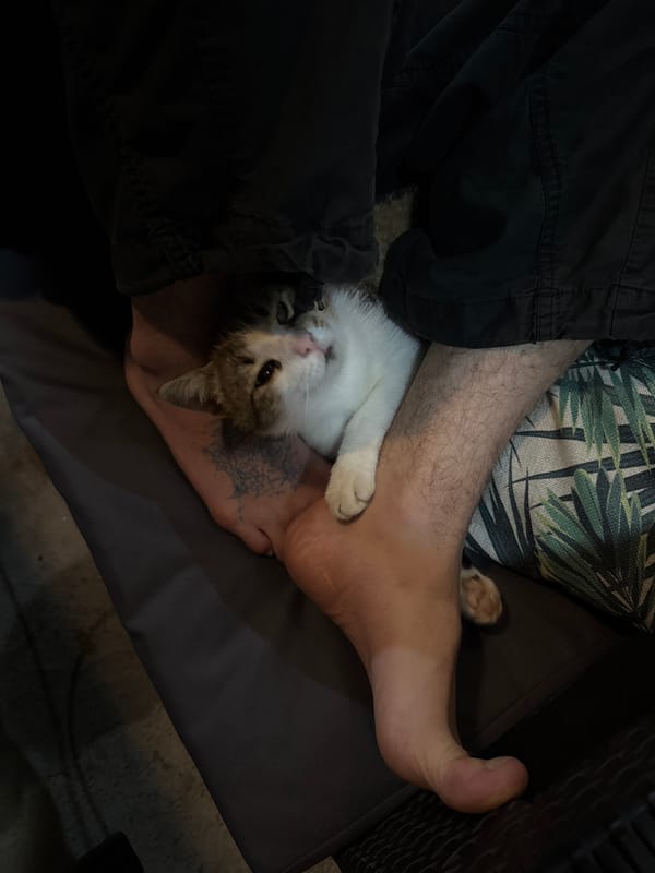 Person relaxes with kitten on chair in Sochi