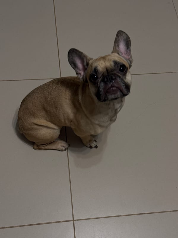 French Bulldog gets treats and shows off in Mikhaylovsk