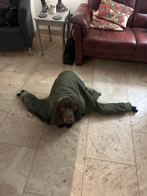 Dog Spotted Wearing Green Jacket on Floor in Wealden