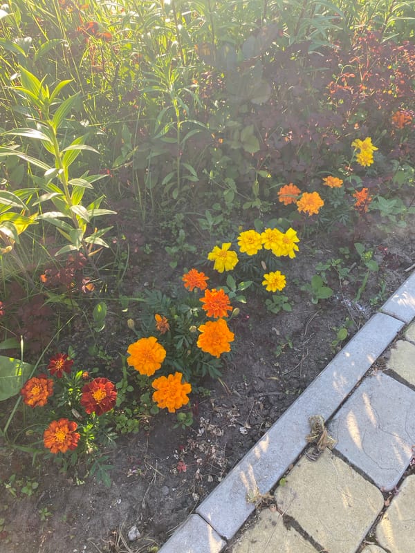 Garden tour documented across residential Volzhsk neighborhoods