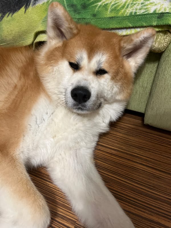 Person reviews vintage family photos with sleeping dog nearby