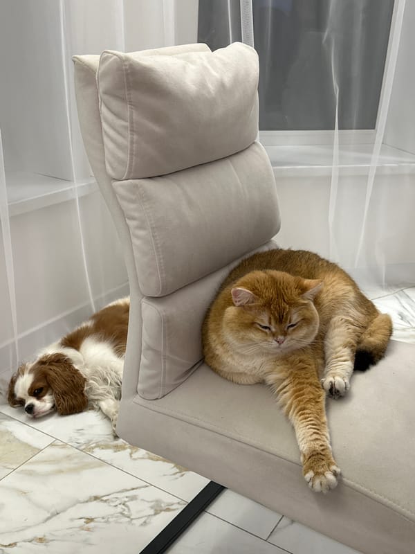 Casual home gathering with pets and toasts in Молодёжный
