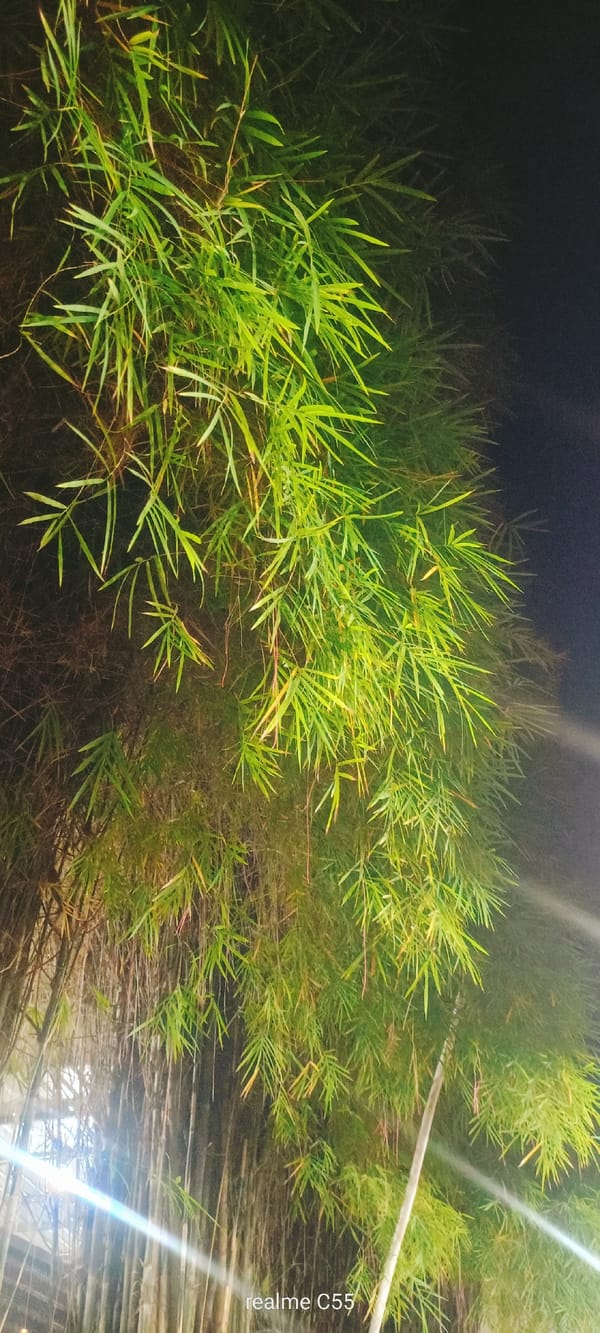 Evening bamboo viewing and snack documentation in Lhokseumawe