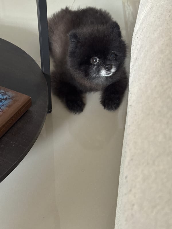 Black Pomeranian at home in Kathu, floor and couch moments