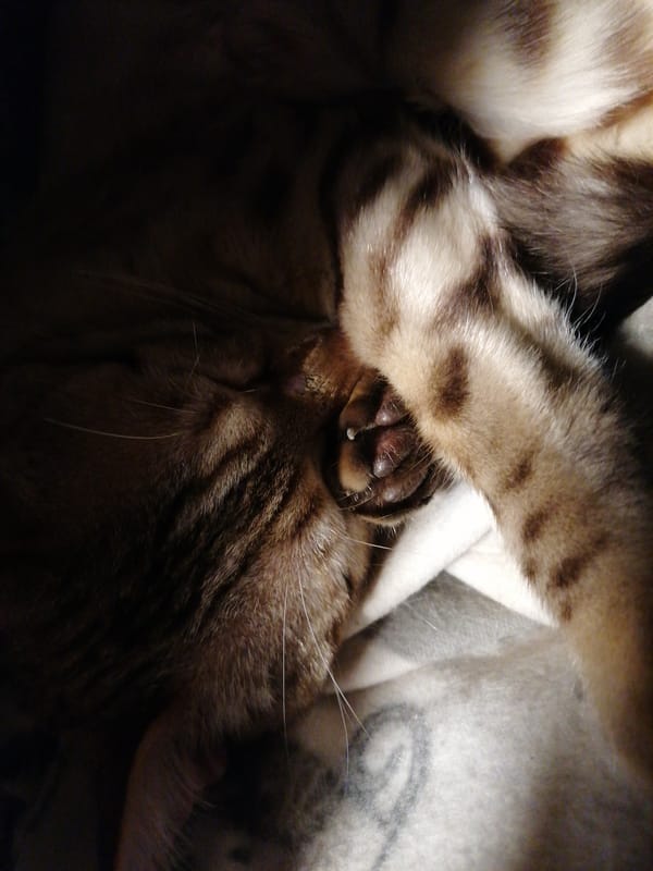 Quiet Evening: Sleeping Cat and Workshop Scenes Captured