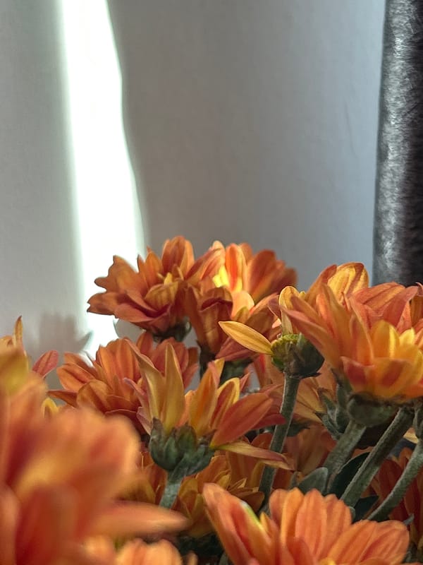 Quiet morning at home: flowers, seedlings, and a Sadhu board practice