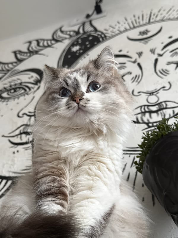 Early morning domestic moments with cats in Rostov-on-Don