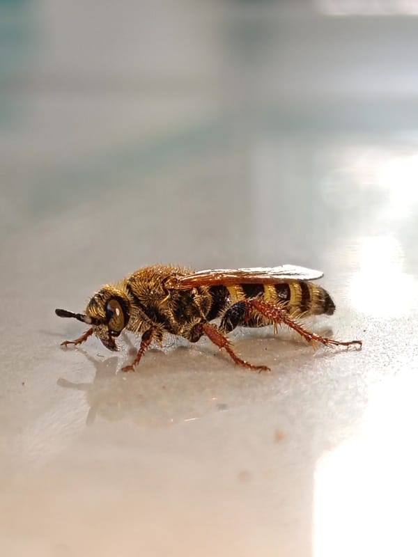 School children play outdoors while bee visits Lhokseumawe campus
