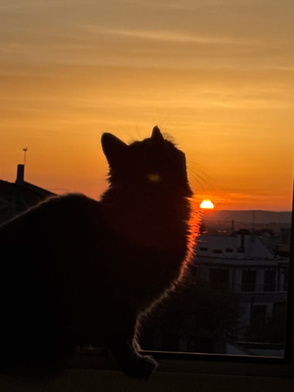 Cat watches sunset from Varna window, art session documented