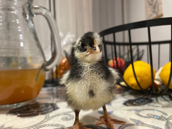 Newly hatched chicks documented in Zlatograd, Bulgaria domestic setting