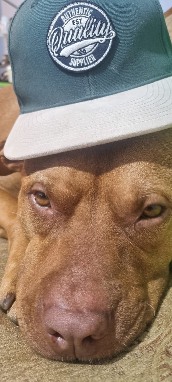 Sofia resident photographs dog in caps during evening sunset