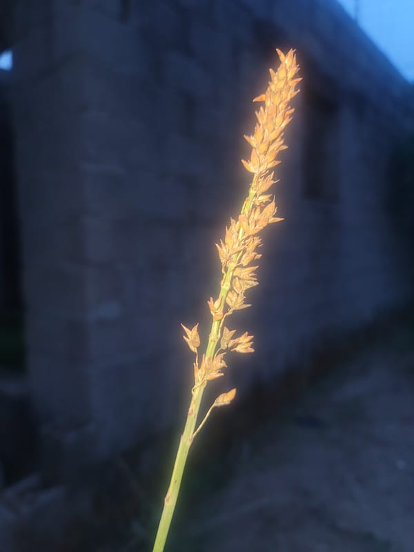 Nigerian Observer Documents Local Flora and Urban Scenery