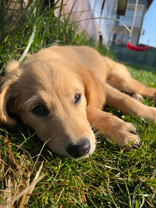 Spring morning scenes captured in Kostinbrod: puppy and blossoms