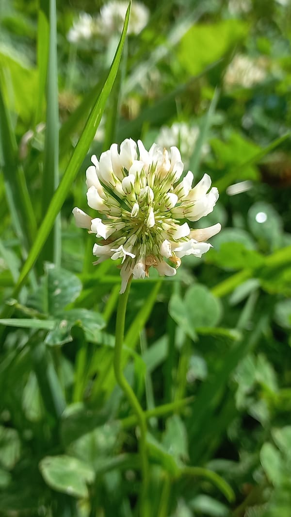 Close-up garden tour: flowers, insects, and small plants.