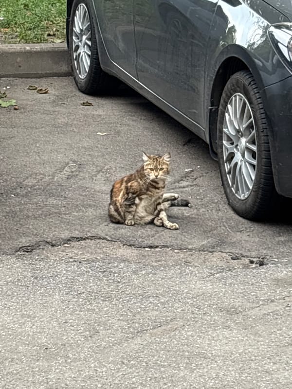 Cats, streets, and everyday life in Saint Petersburg
