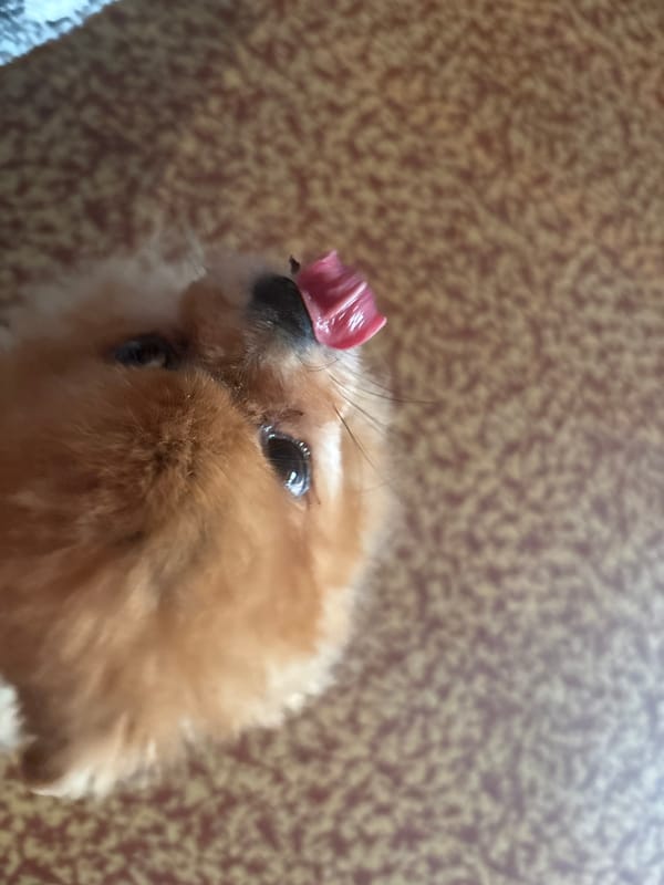 Pomeranian dog featured in domestic afternoon memories in Engels