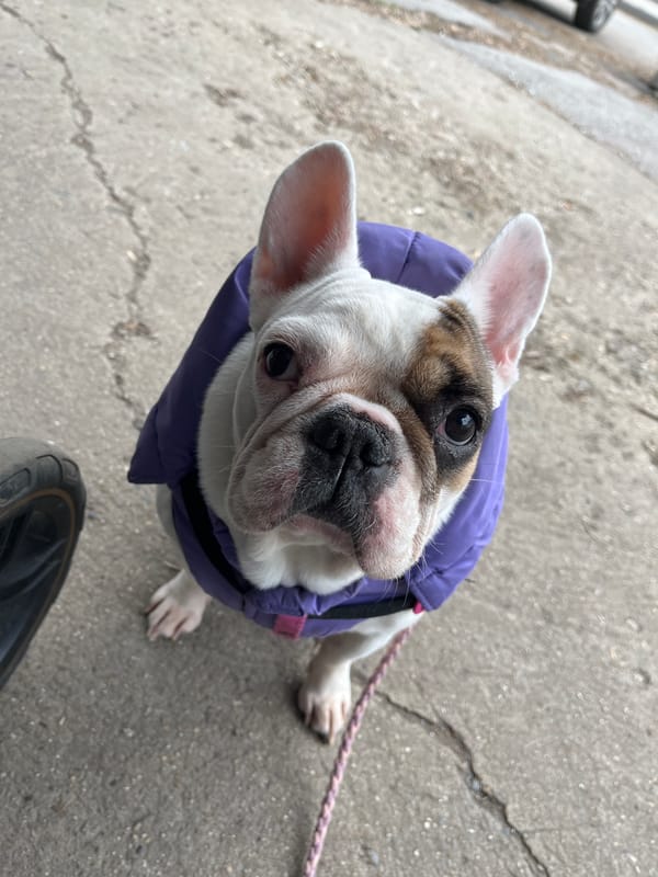 Cold weather dressing for pets and babies in Sofia
