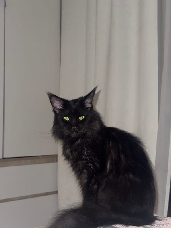 Black cat spotted in multiple indoor locations in Sirius