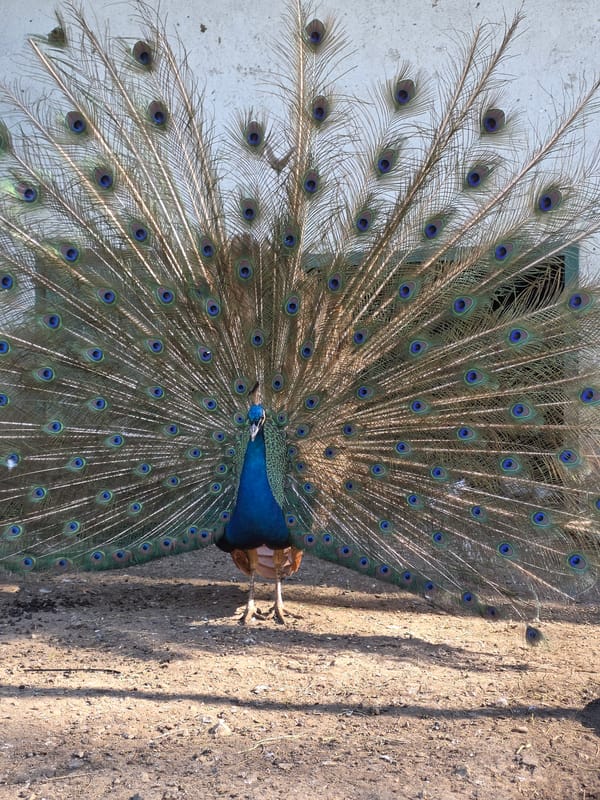 Peacocks display full plumage at Dupnitsa animal sanctuary