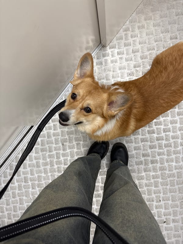 Corgi photographed on leash in Krasnoyarsk