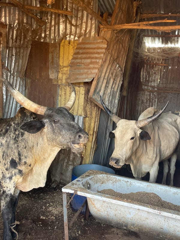 Livestock market activity documented in Bukuru, Nigeria