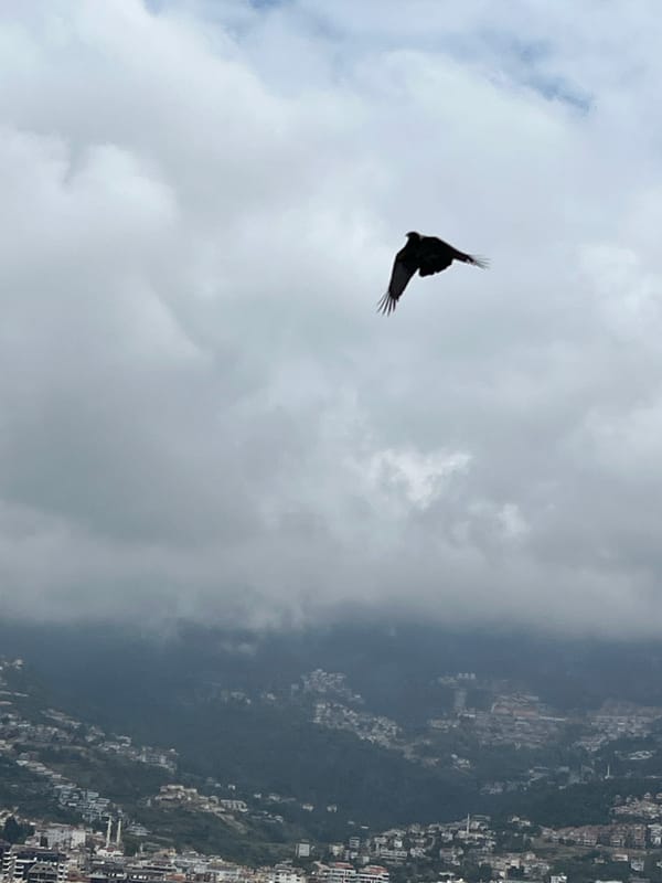 Bird soars over Alanya cityscape on cloudy morning