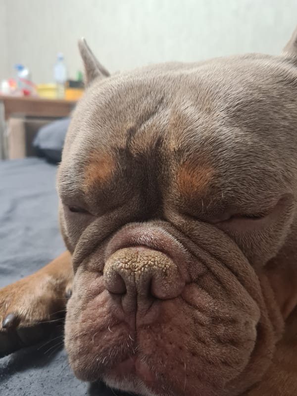 Bulldog fully asleep, multiple close-up angles