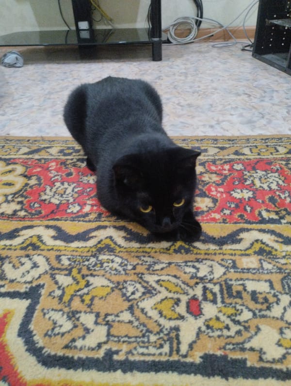 Black cat at home in Semey, fully unbothered