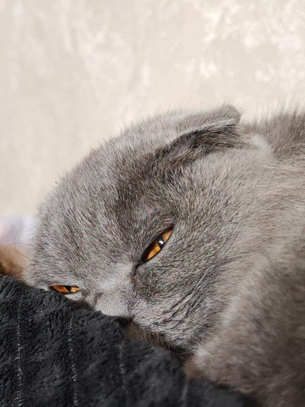 Gray Scottish Fold cat rests on fabric in Hrodna